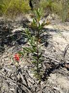 Image of Grevillea banyabba P. M. Olde & N. R. Marriott