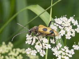 Image of Pachyta quadrimaculata (Linné 1758)