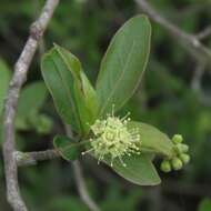 Image of Terminalia australis Cambess.