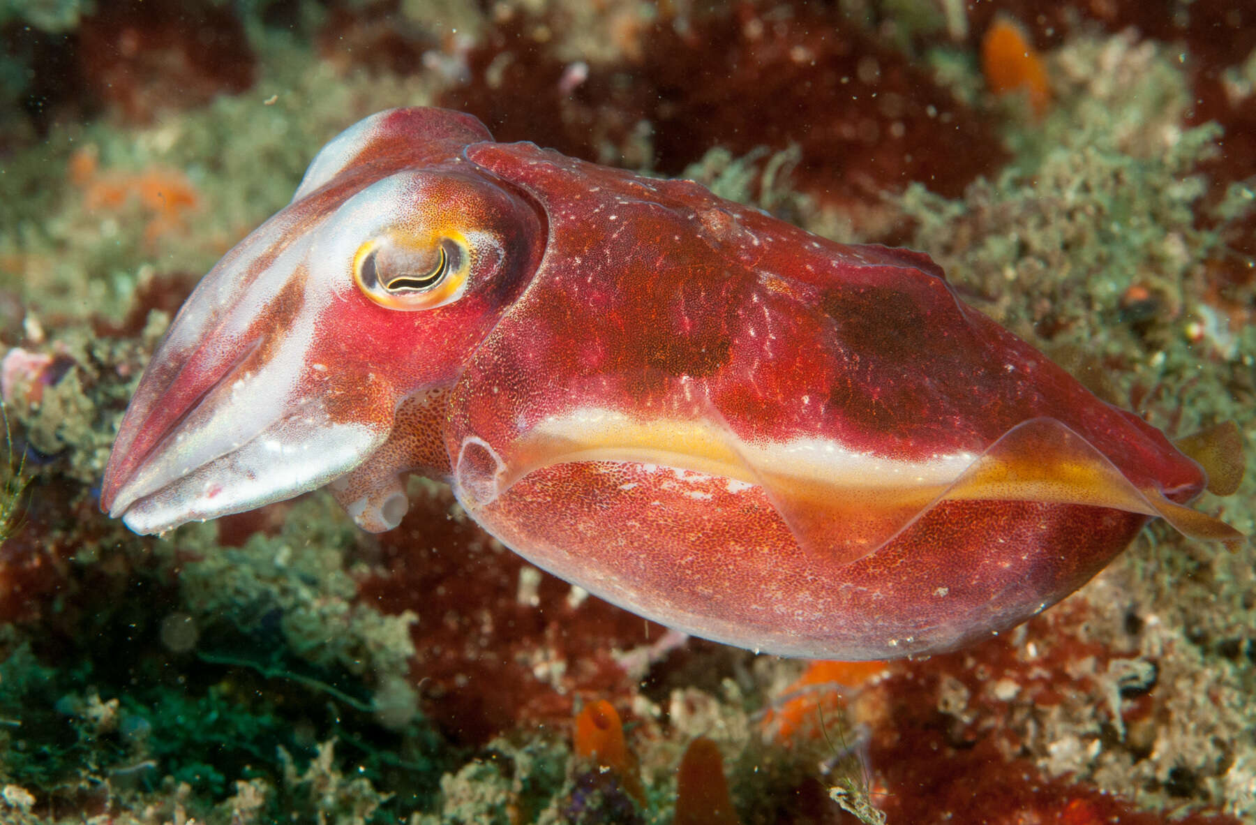 Image of Ken's cuttlefish