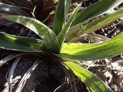 Image of Hypoxis setosa Baker