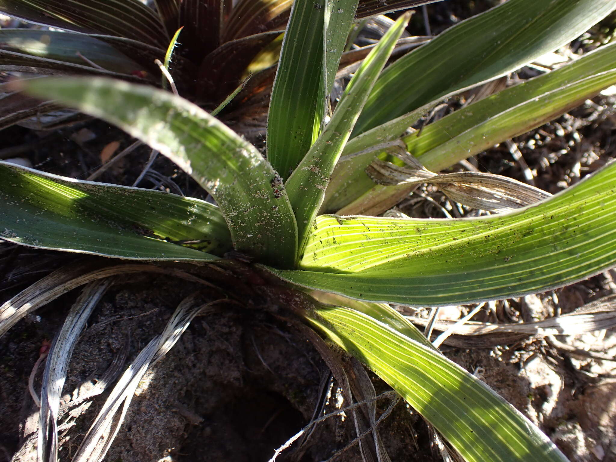 Image of Hypoxis setosa Baker