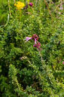 Image de Syncolostemon rotundifolius E. Mey. ex Benth.