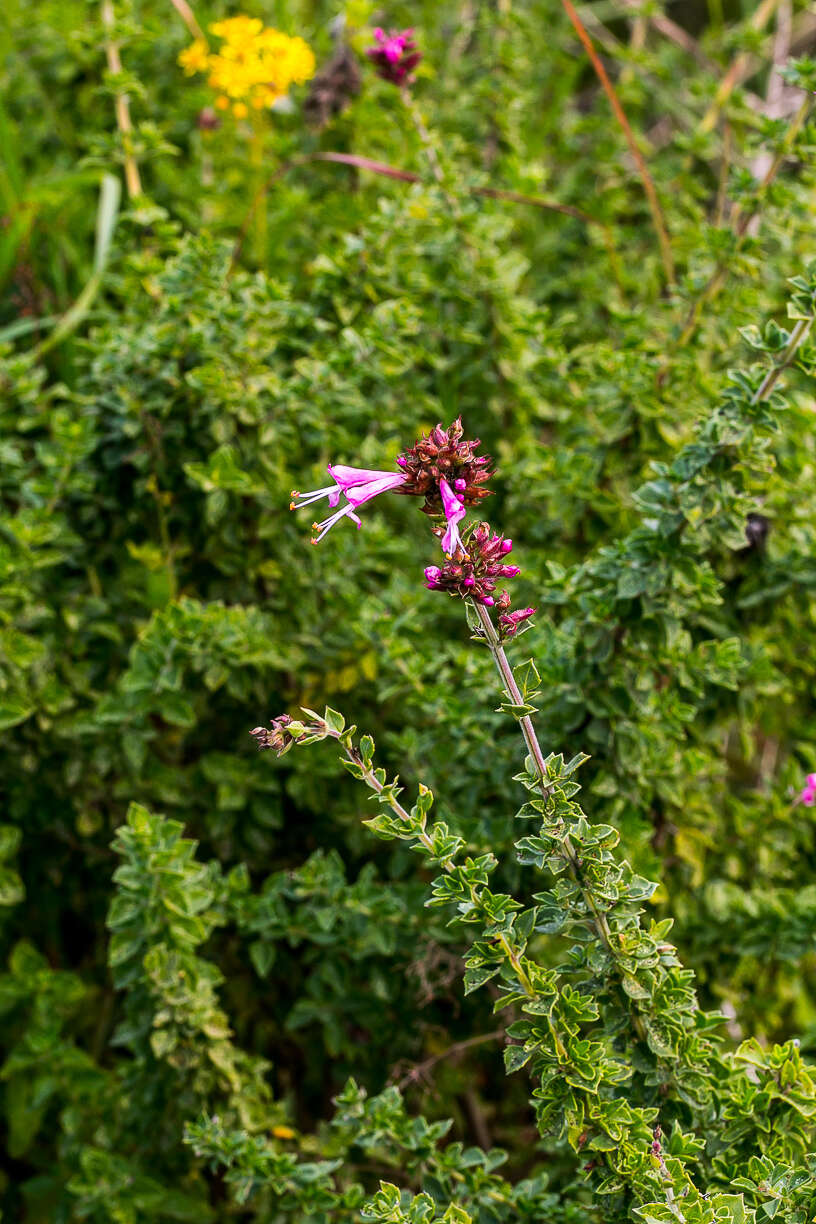 Image of Syncolostemon rotundifolius E. Mey. ex Benth.