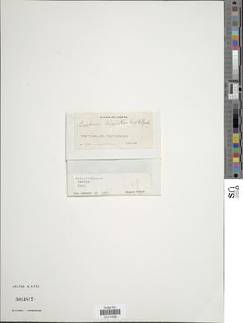 Image of <i>Didymoglossum lineolatum</i>