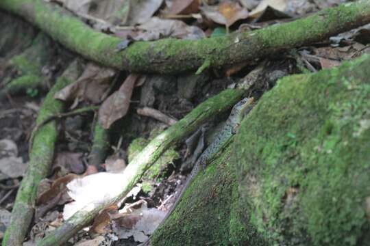 Image of Samoa Skink