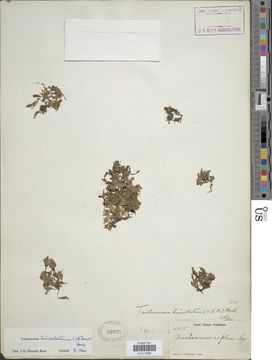 Image of <i>Didymoglossum lineolatum</i>