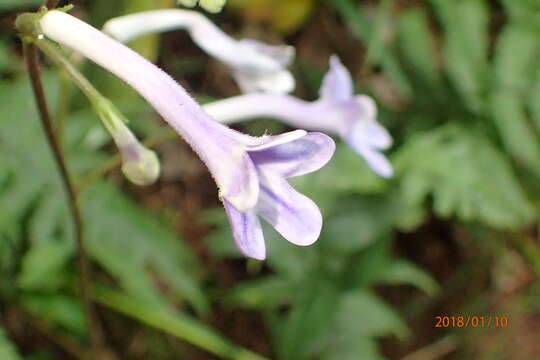 Image of Streptocarpus molweniensis Hilliard