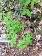 Image de Lonicera canadensis Bartr. ex Marsh.