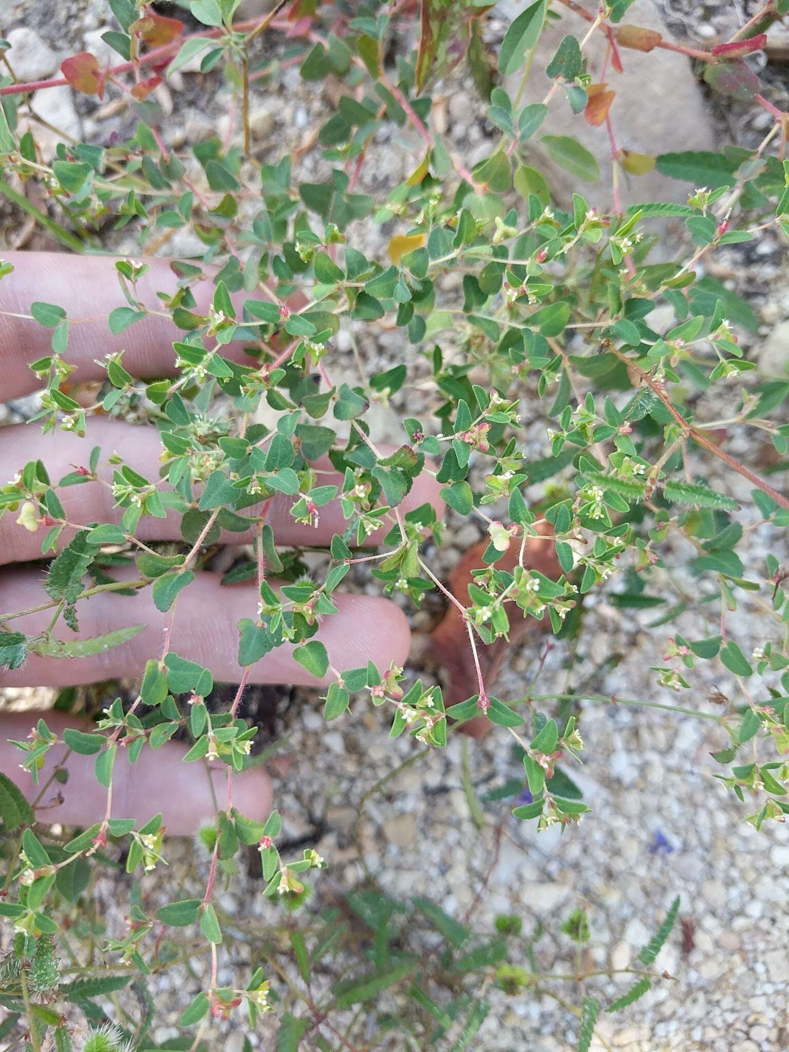 صورة Euphorbia villifera Scheele