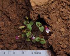 Erythranthe inconspicua (A. Gray) G. L. Nesom resmi