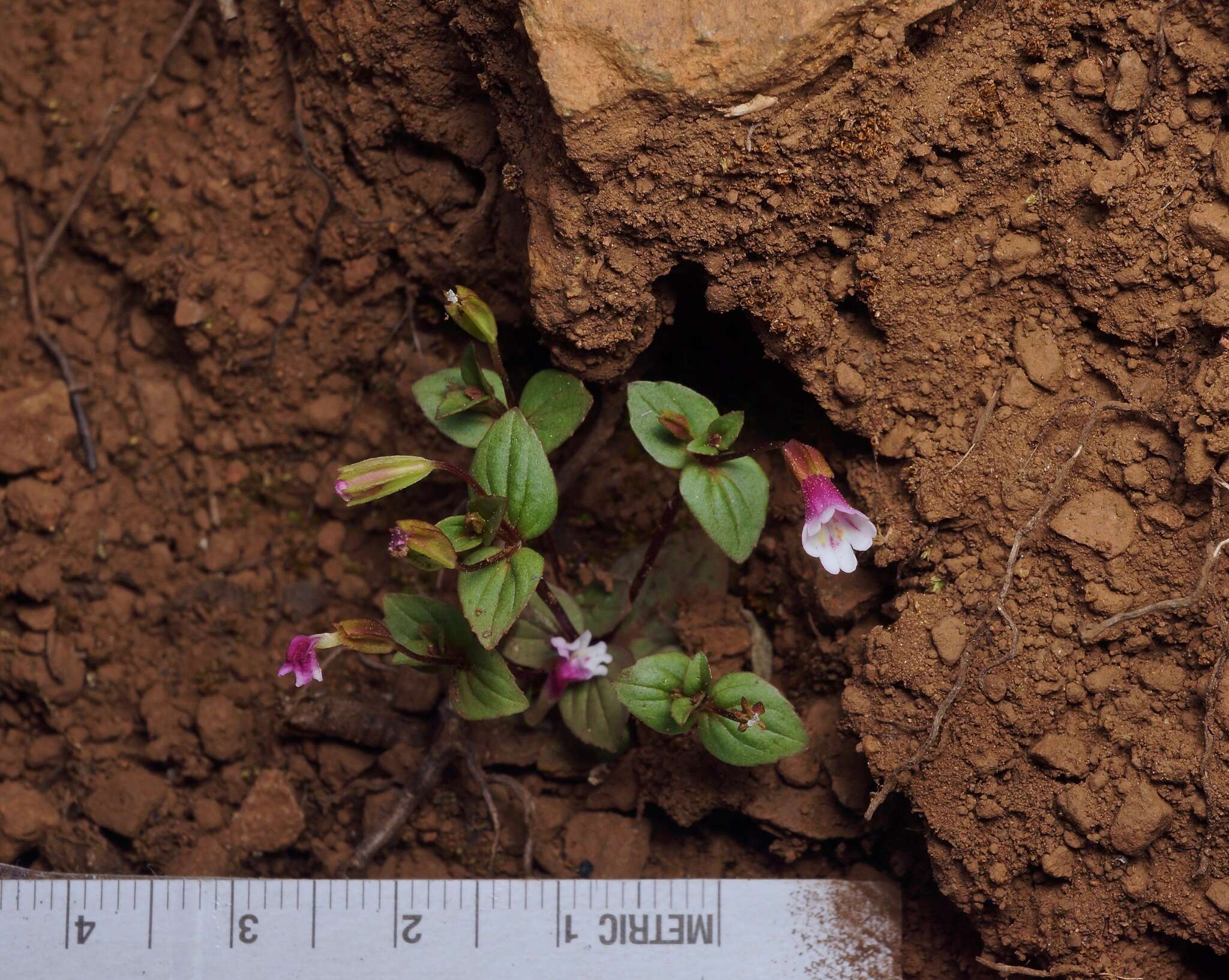 Erythranthe inconspicua (A. Gray) G. L. Nesom resmi