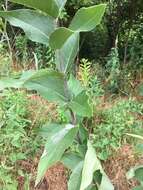 Silphium integrifolium var. laeve Torr. & A. Gray resmi