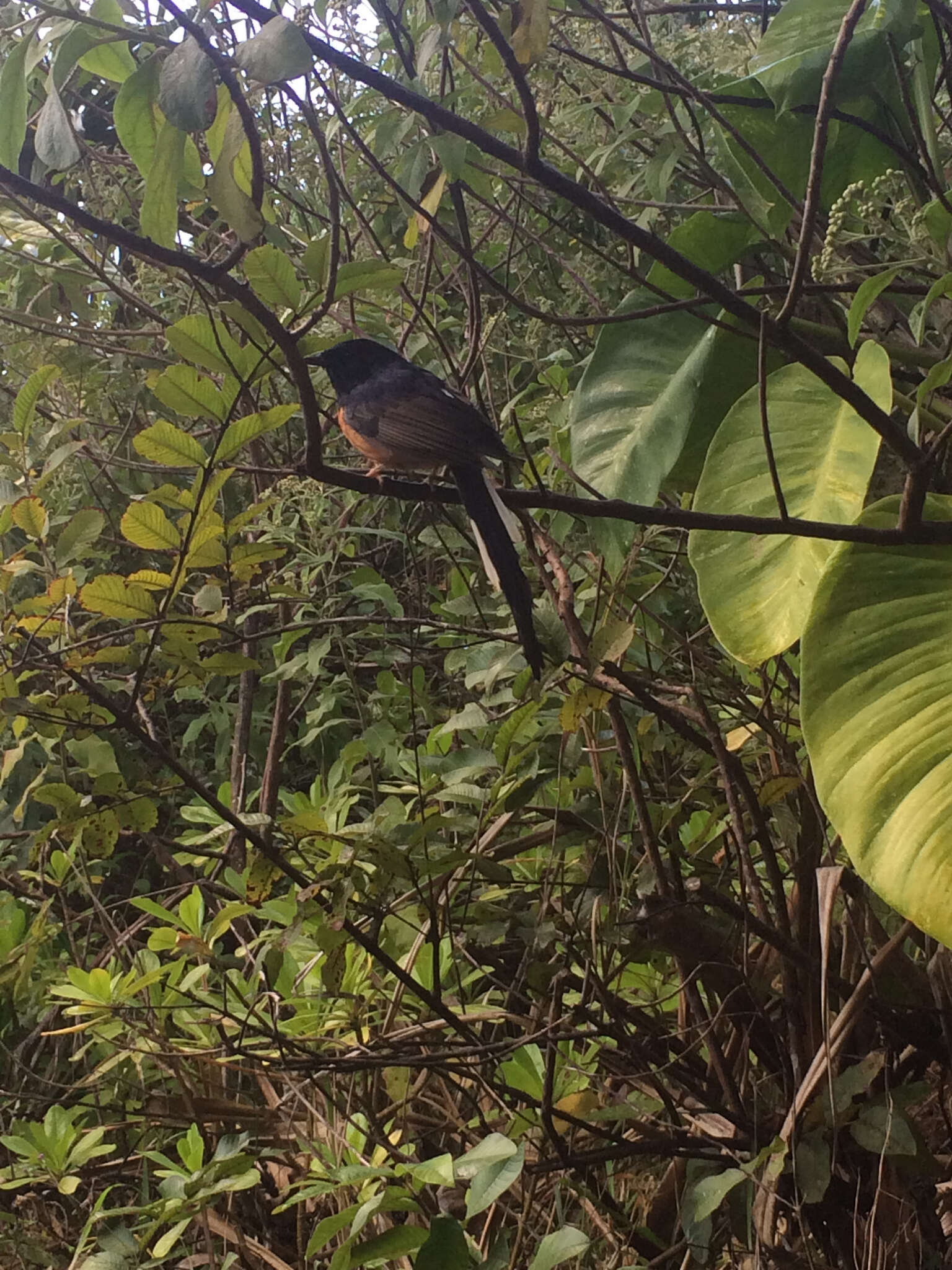 Image of White-rumped Shama