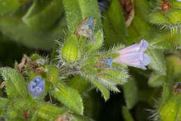 Image of Echium parviflorum Moench