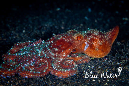 Image of Starry night octopus