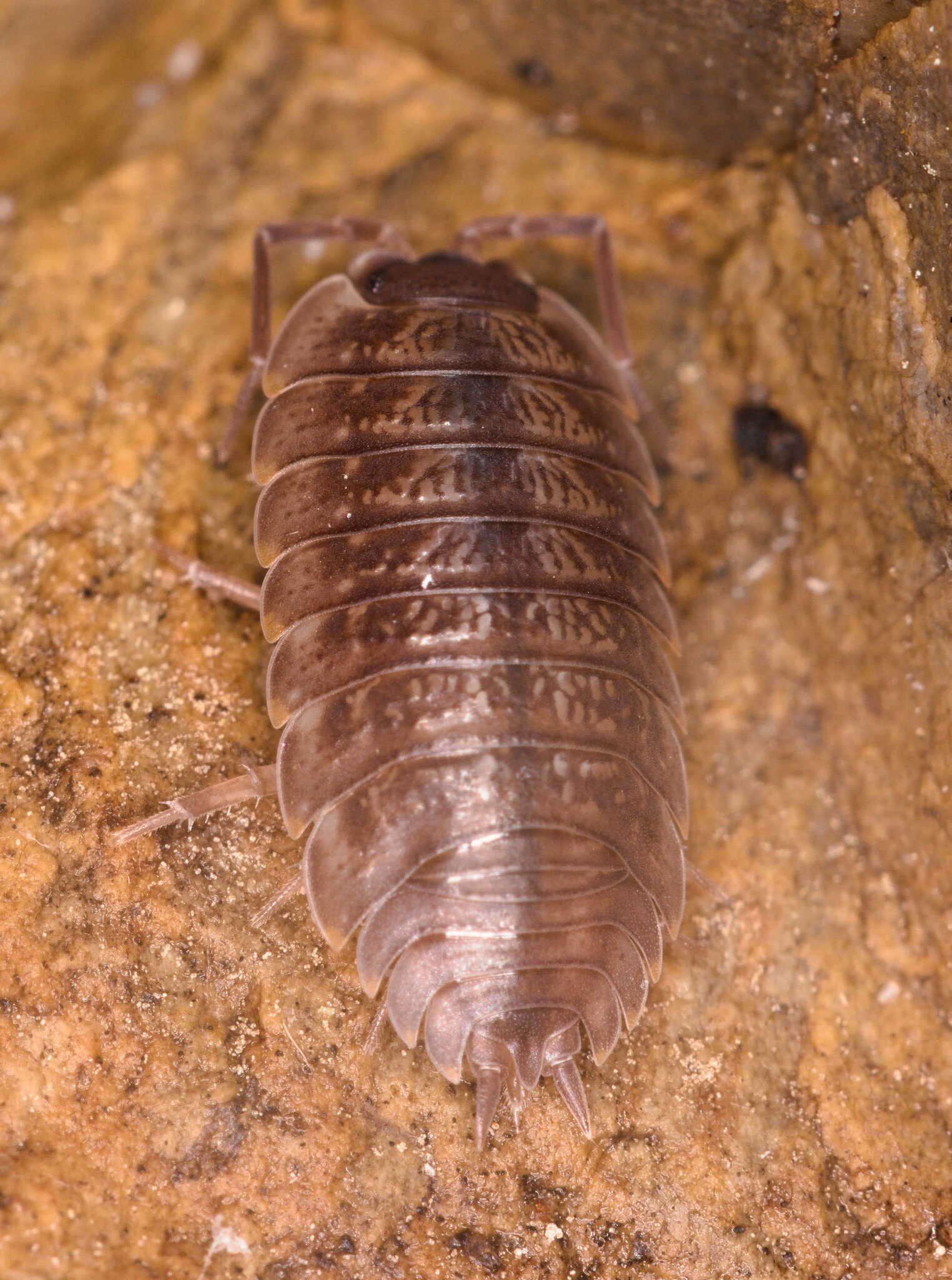 Image of Porcellio montanus Budde-Lund 1885