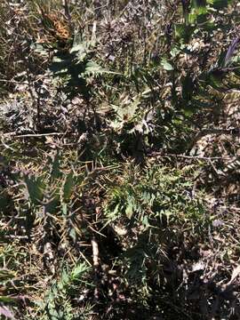 Image of Berkheya cruciata (Houtt.) Willd.