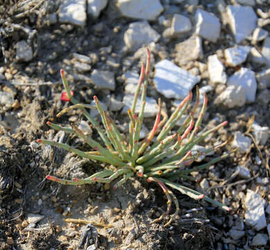 Image of Anabasis cretacea Pall.