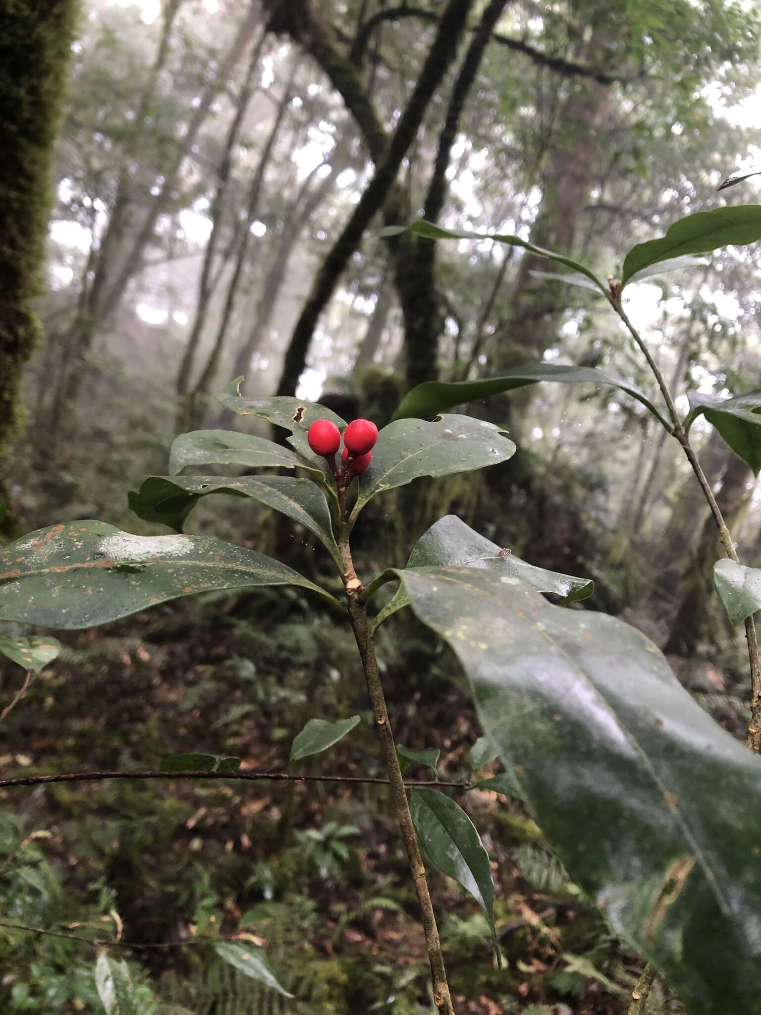 Image of Skimmia japonica subsp. distinctevenulosa (Hayata) T. C. Ho