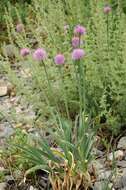 Image of Allium carolinianum Redouté