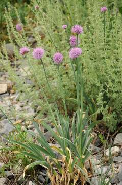 Image of Allium carolinianum Redouté