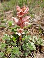 Image of Orobanche alba subsp. alba