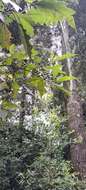 Image of Solanum stellatiglandulosum Bitler