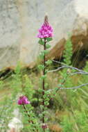 Plancia ëd Hypocalyptus sophoroides (P. J. Bergius) Baill.