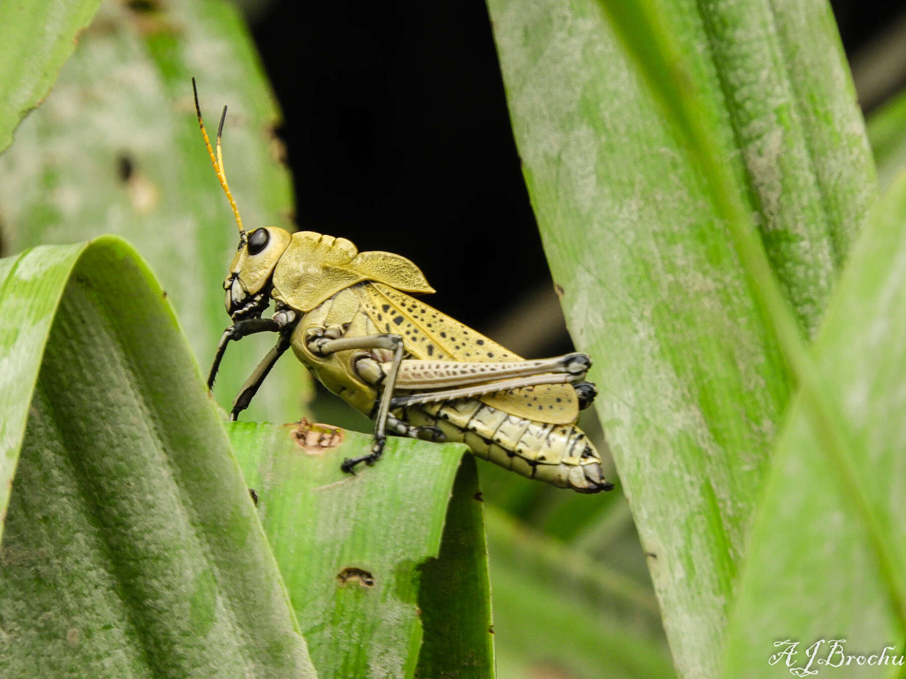 Plancia ëd Taeniopoda varipennis Rehn & J. A. G. 1905