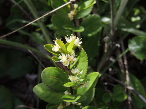 Imagem de Gymnosporia vanwykii (R. H. Archer) Jordaan