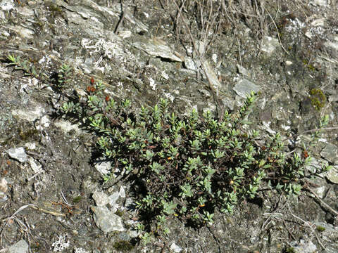 Image of Veronica pimeleoides subsp. pimeleoides