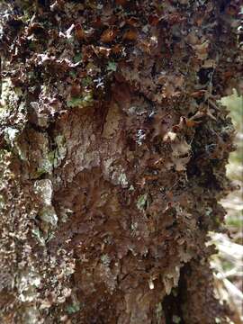 Image of kidney lichen