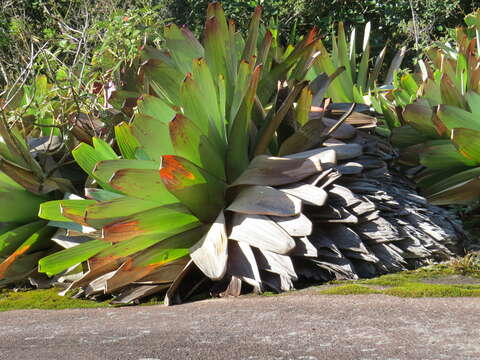 Image of Alcantarea imperialis (Carrière) Harms