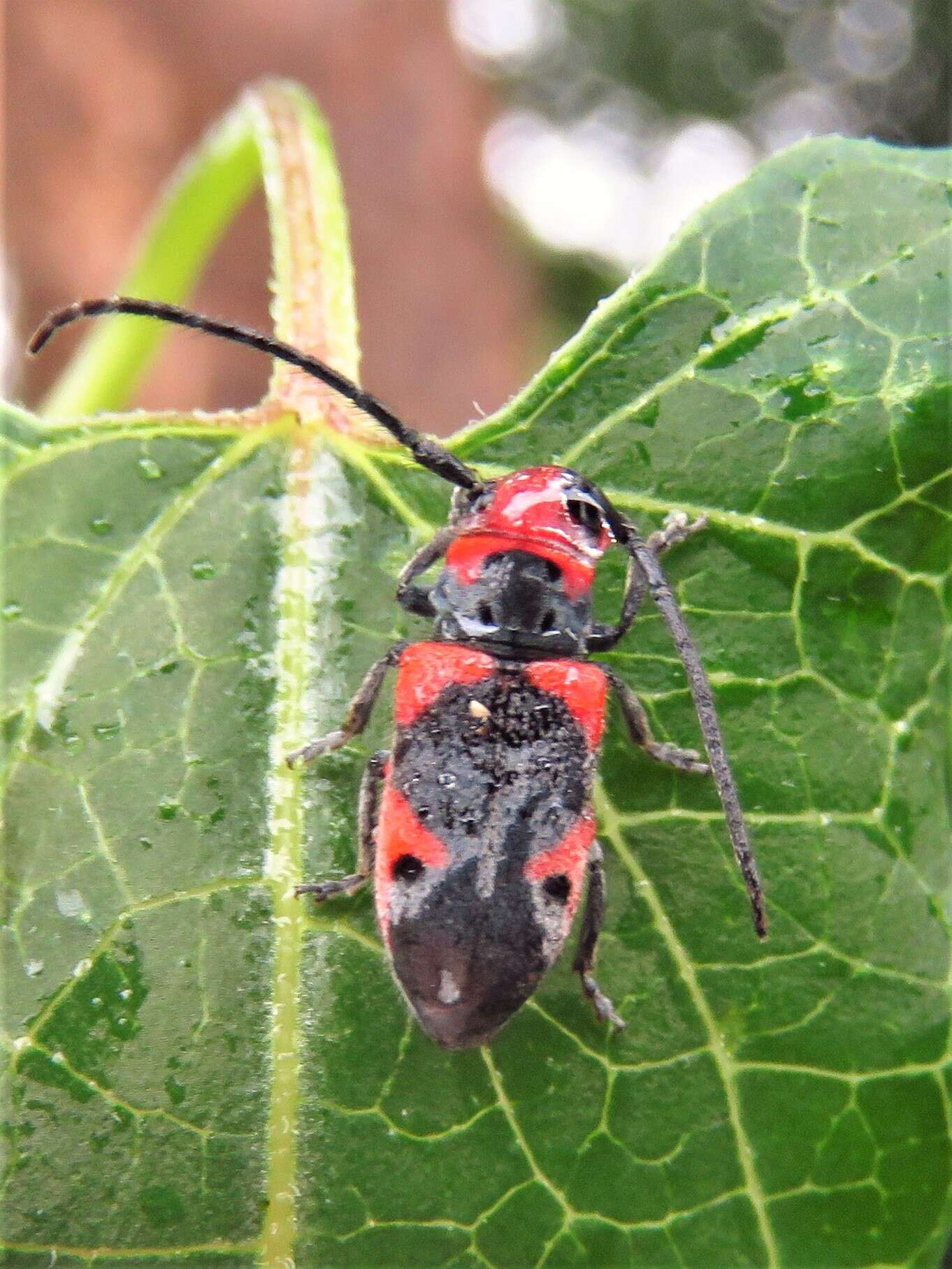 Image of Tetraopes discoideus Le Conte 1858