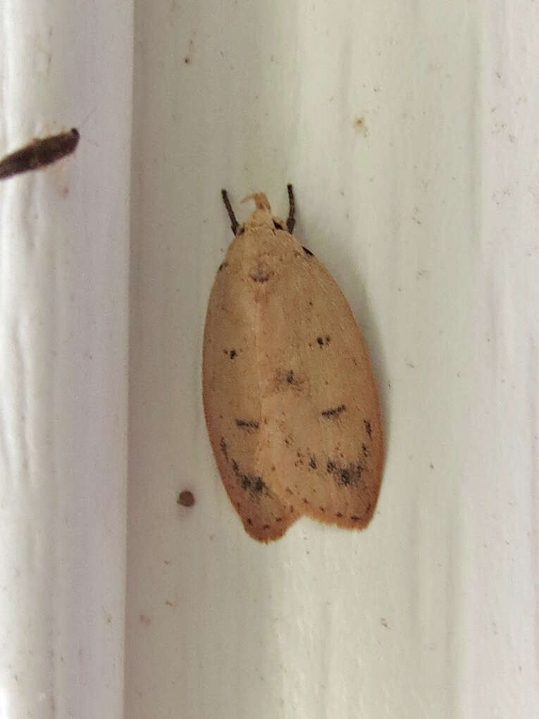 Image of Gold-striped Leaftier