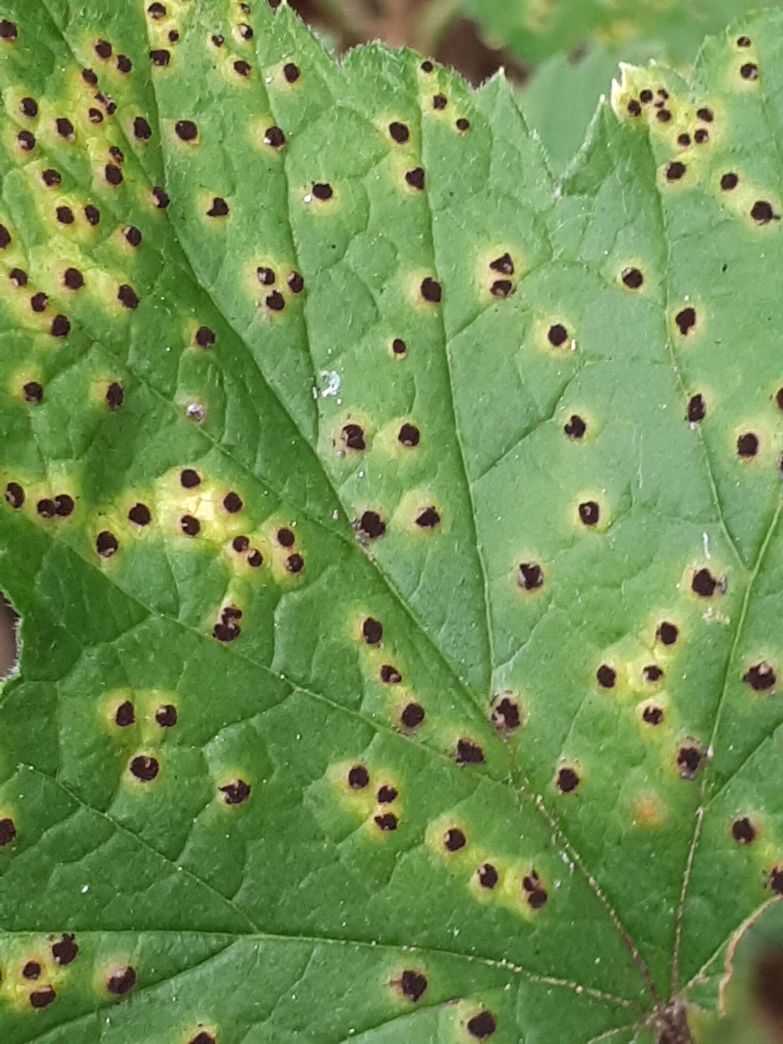 Image of Puccinia ribis DC. 1805