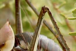 Image of Long-legged Armoured Katydid