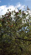 Sivun Wimmeria persicifolia Radlk. kuva