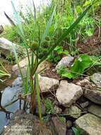 Image of Sparganium erectum subsp. neglectum (Beeby) K. Richt.