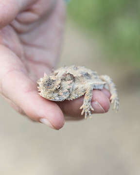 Image of Cedros Island Horned Lizard