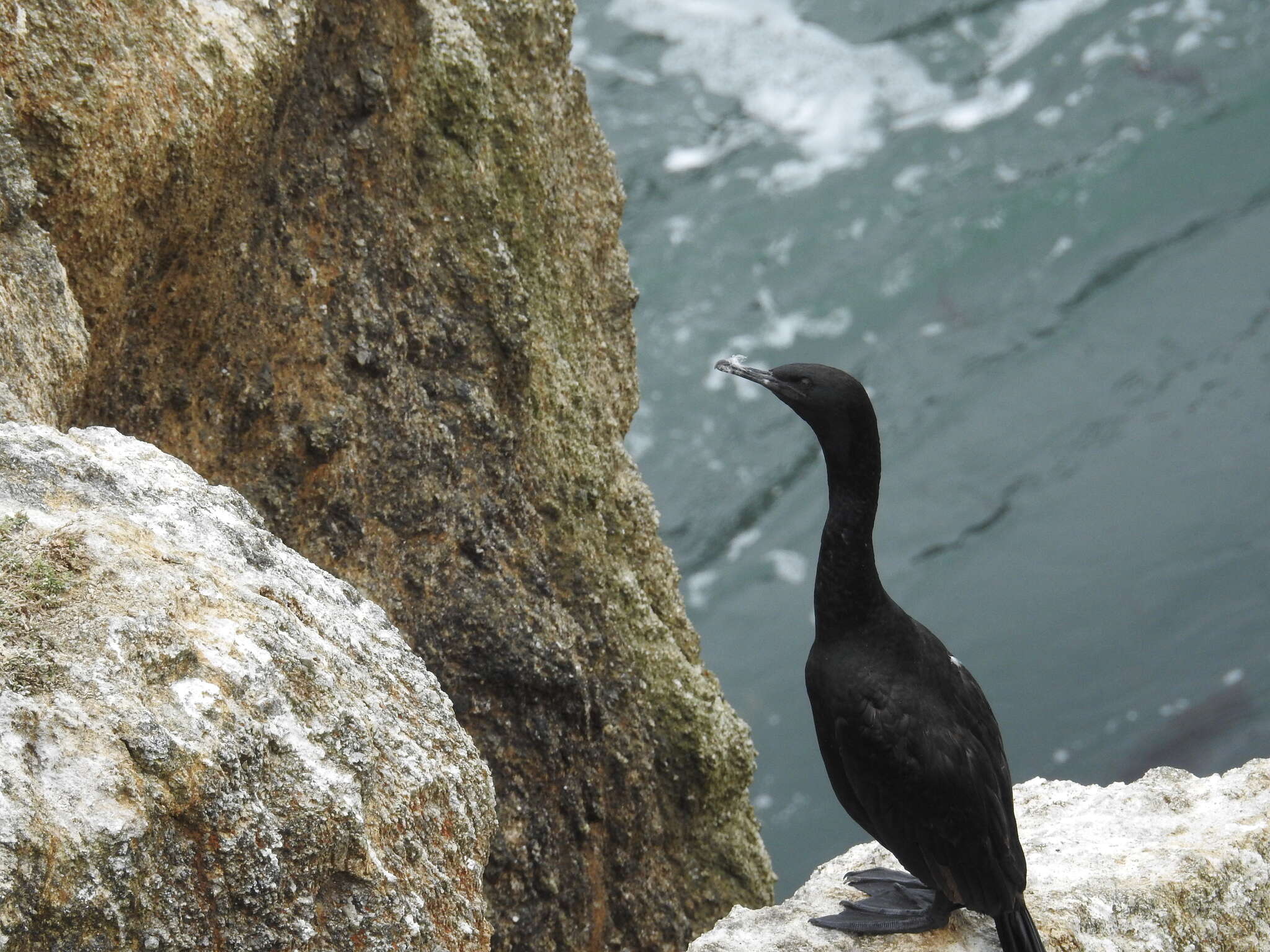 Image of <i>Urile pelagicus</i>