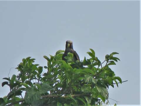 Image of White-crowned Parrot