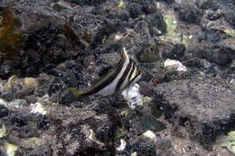 Image of Crested morwong