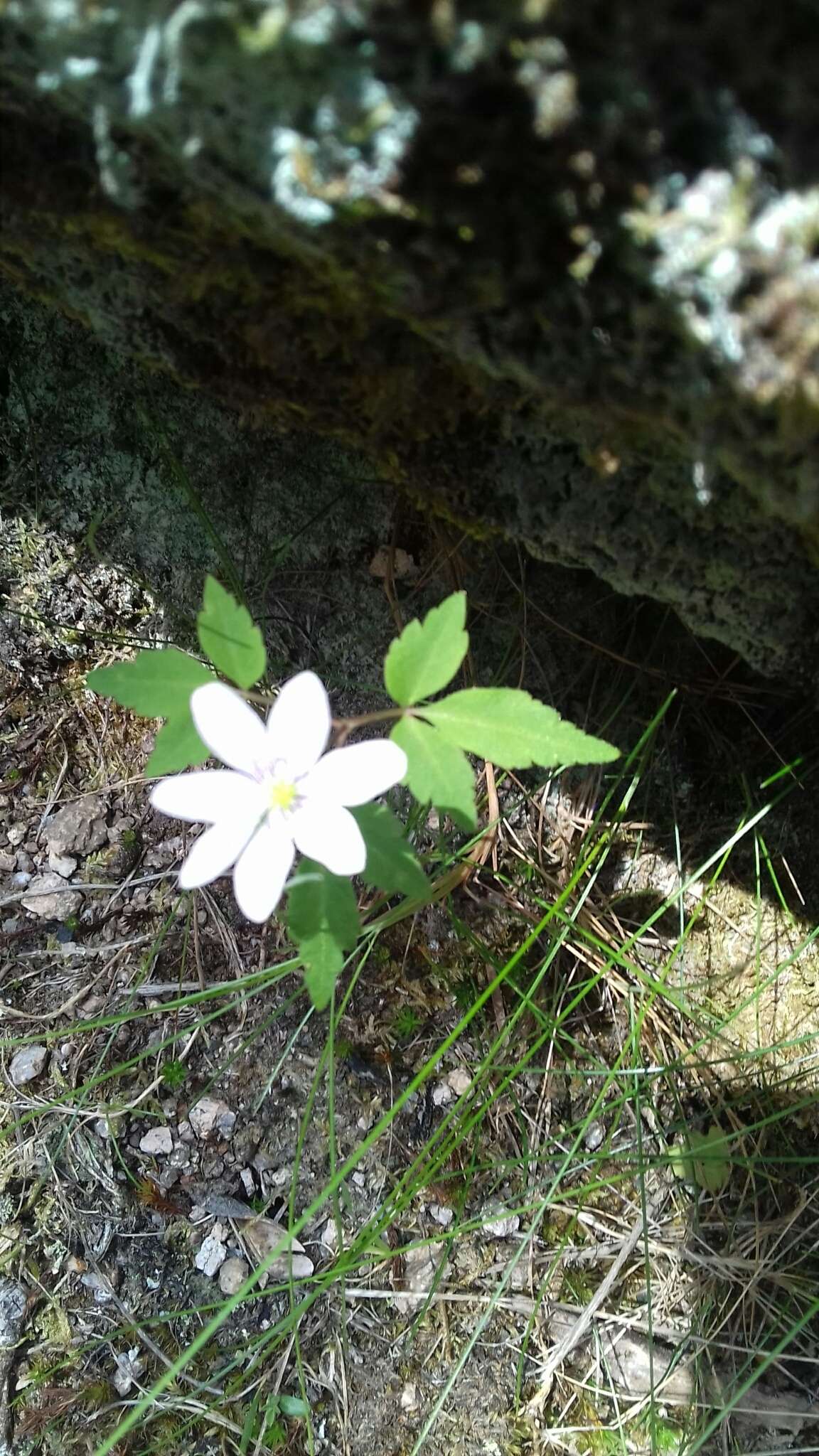 Imagem de Anemone trifolia subsp. albida (Mariz) Ulbr.