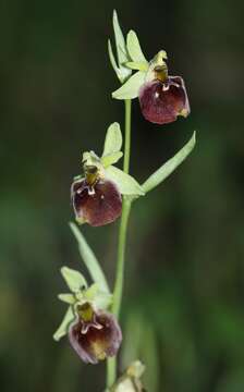 Image of Ophrys fuciflora subsp. parvimaculata O. Danesch & E. Danesch