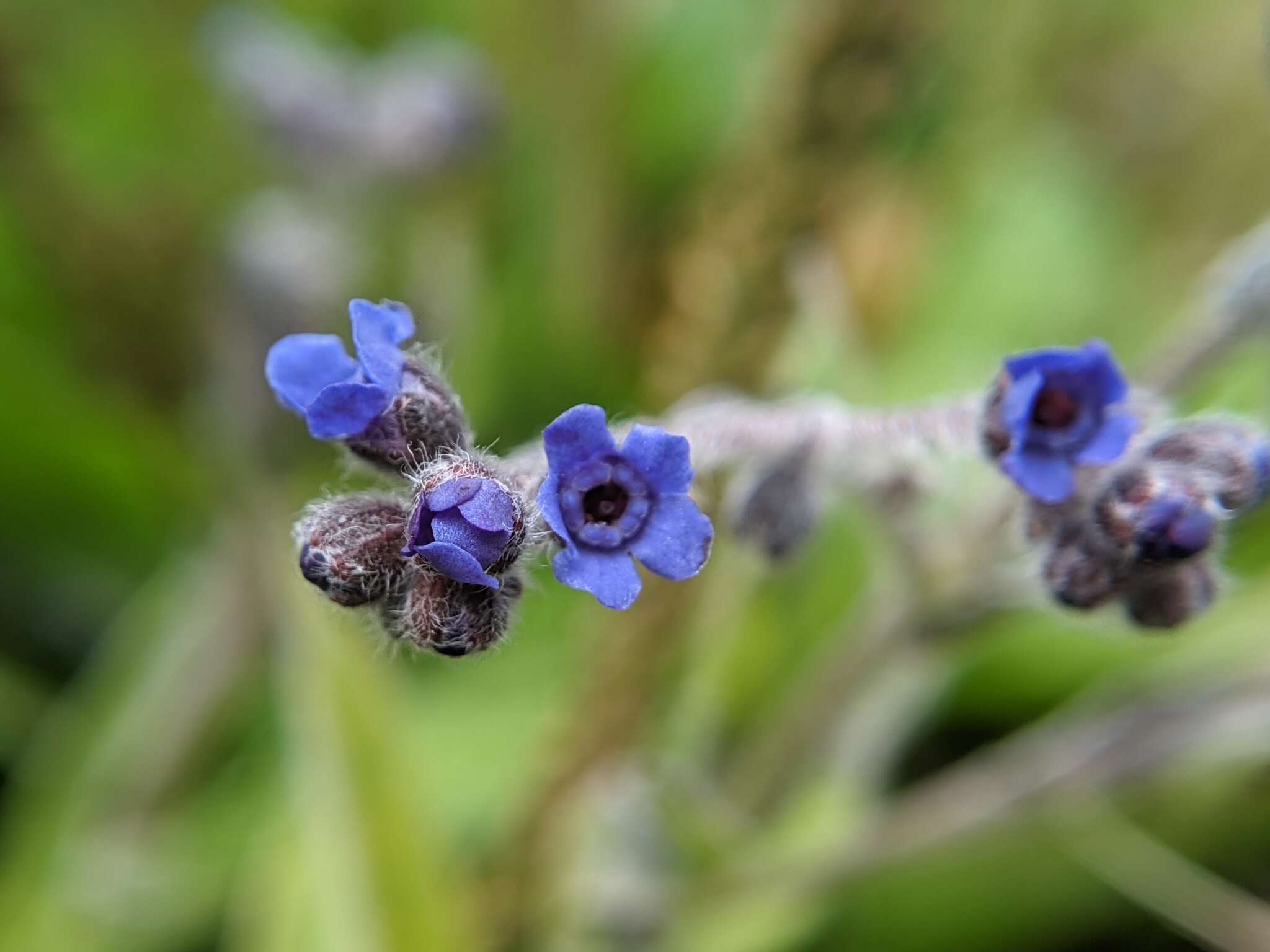 Image de Cynoglossum alpestre Ohwi