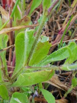 صورة Silene scabriflora Brot.