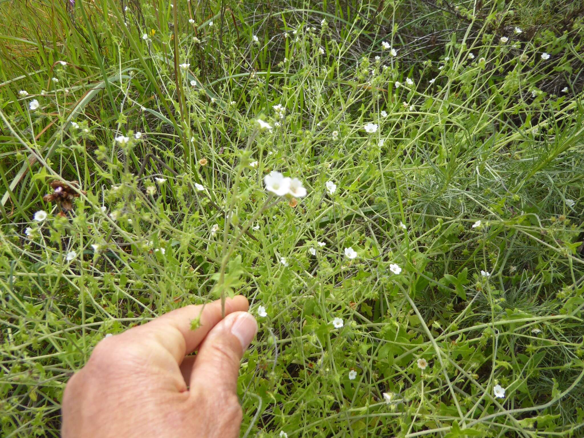 Image of racemed fiestaflower