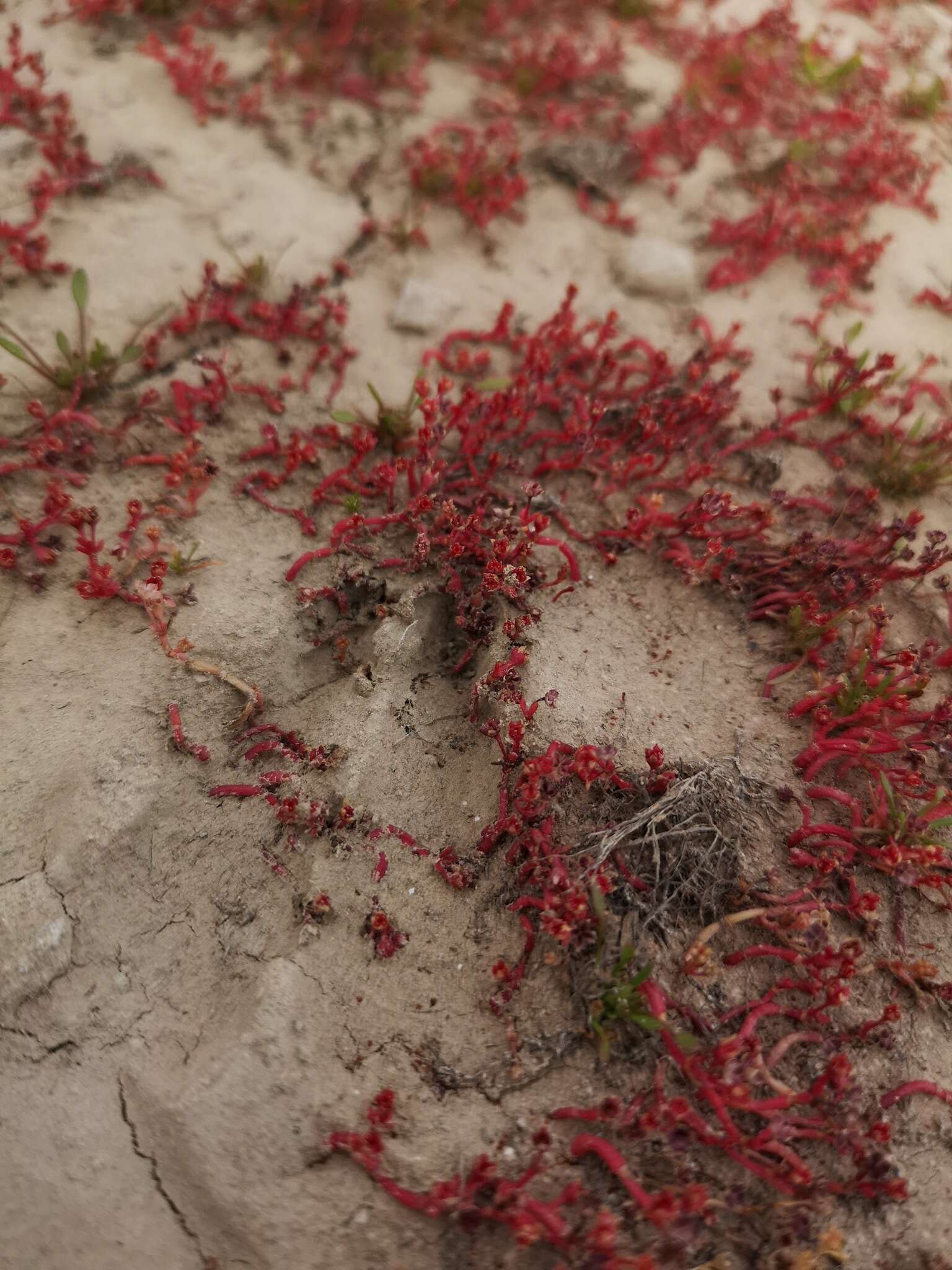 Image of Crassula vaillantii (Willd.) Roth